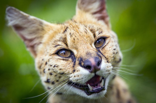 Big Cats - Photos