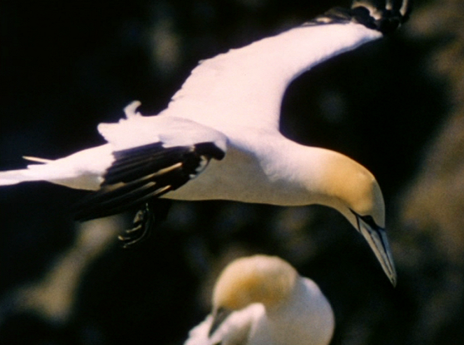 Terre d'oiseaux - Filmfotos