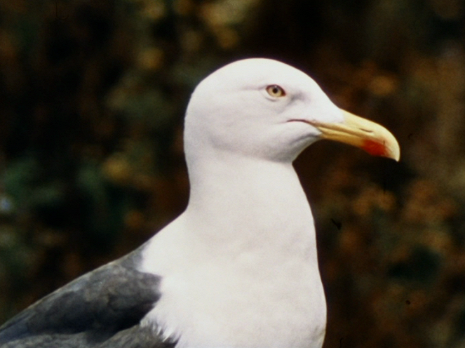 Terre d'oiseaux - De la película