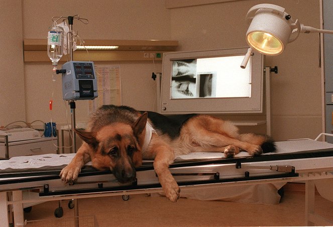 Rex felügyelő - Mérgesgáz - Filmfotók - Rhett Butler a kutya