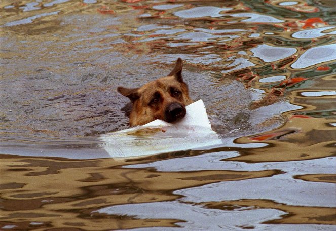 Rex, chien flic - Le Testament - Film - Rhett Butler le chien