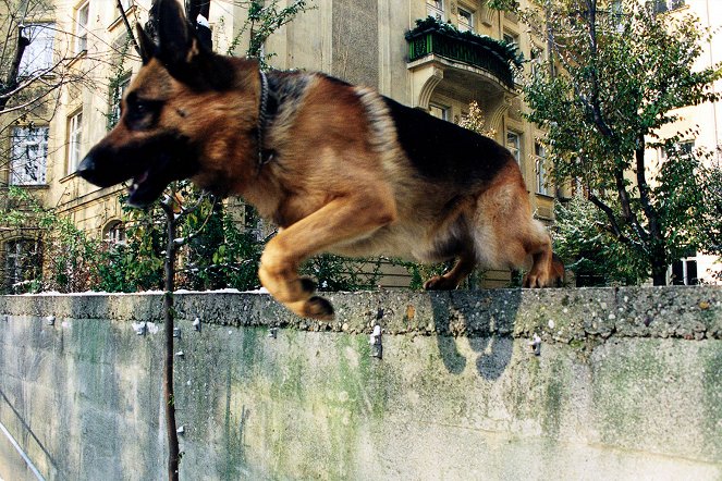 Rex felügyelő - Hajsza - Filmfotók - Rhett Butler a kutya