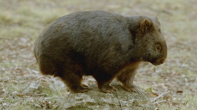 Secret Life of the Wombat - De la película