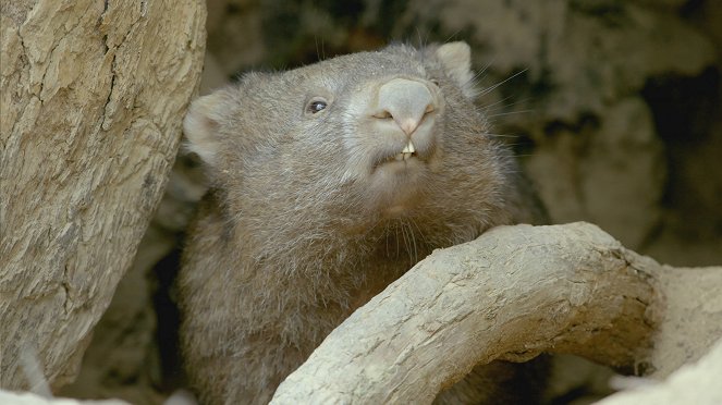 Secret Life of the Wombat - Do filme