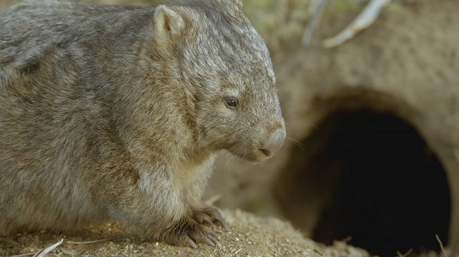 Secret Life of the Wombat - Do filme