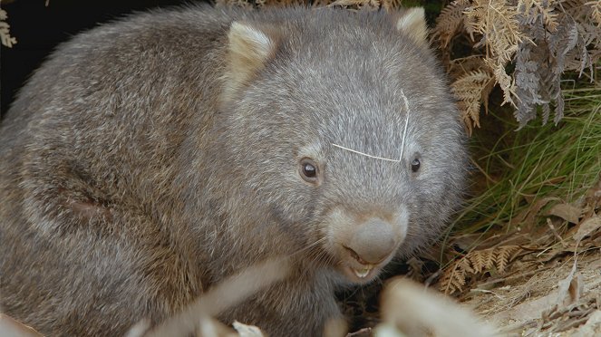 Secret Life of the Wombat - Van film