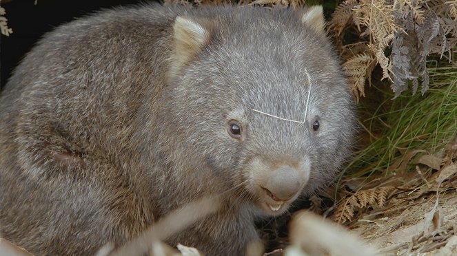 Secret Life of the Wombat - Do filme