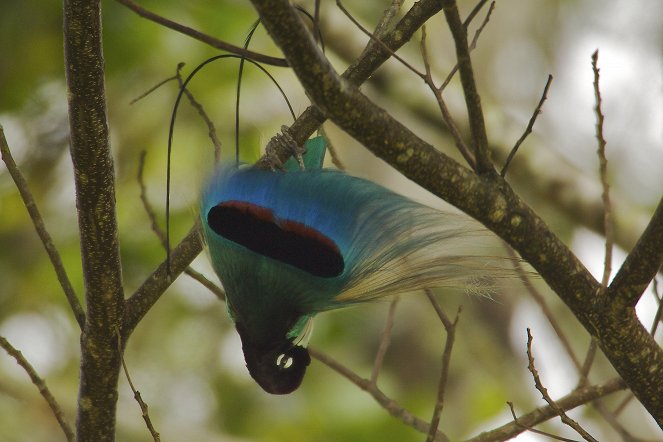 David Attenborough: Rajští ptáci - Z filmu