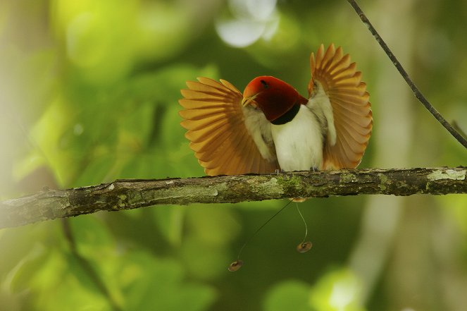 Attenborough's Paradise Birds - Van film