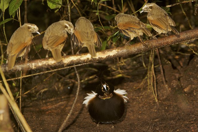 Attenboroughs Paradiesvögel - Filmfotos