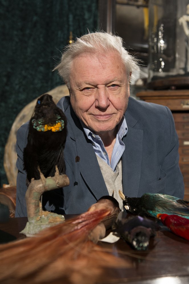 Attenborough's Paradise Birds - Van film - David Attenborough