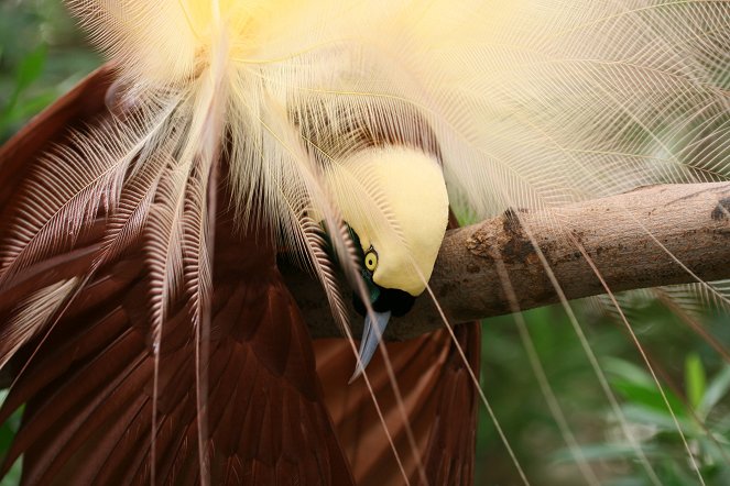 Attenborough's Paradise Birds - Filmfotók