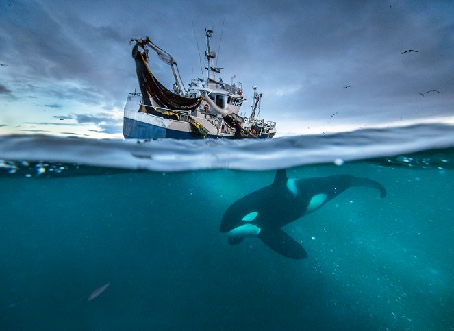 David Attenborough: A kék bolygó - Az óceán világa, Speciális kiadás - A mi kék bolygónk - Filmfotók