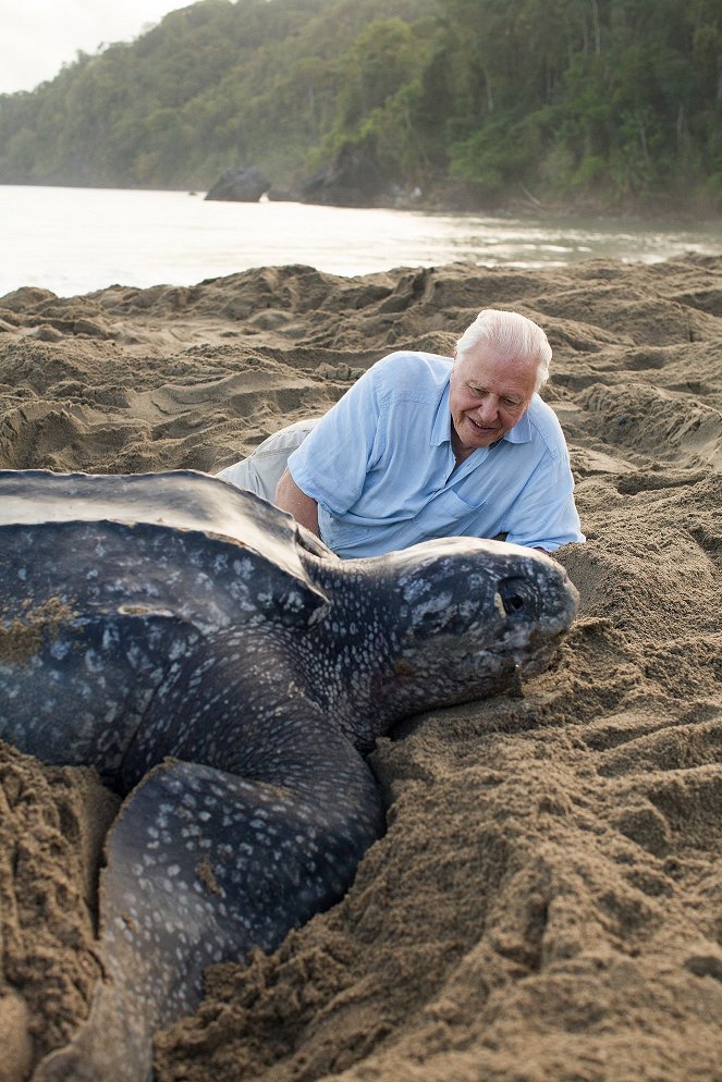 David Attenborough: A kék bolygó - Az óceán világa, Speciális kiadás - A mi kék bolygónk - Filmfotók