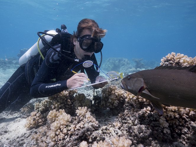 David Attenborough: A kék bolygó - Az óceán világa, Speciális kiadás - A mi kék bolygónk - Filmfotók