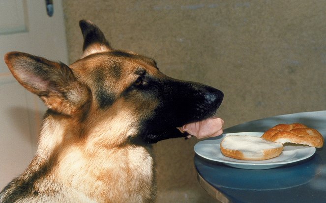 Poliisikoira Rex - Veljenmurha - Kuvat elokuvasta - Rhett Butler-koira