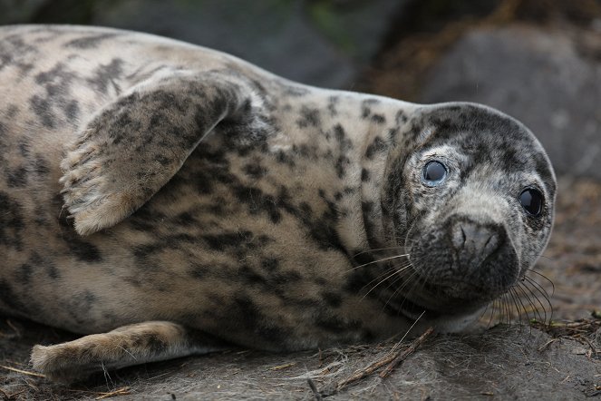 Grey seals, a journey of survival - Photos