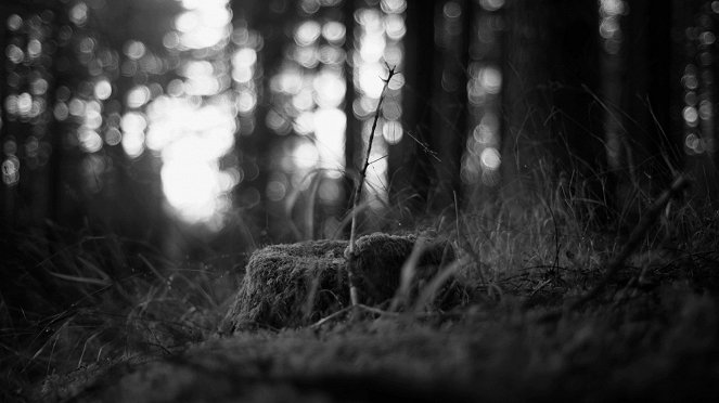 A Floresta das Almas Perdidas - Filmfotos
