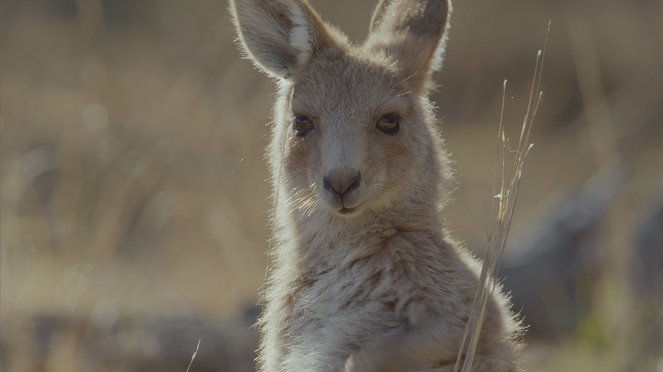 Secret Life of the Kangaroo - Do filme
