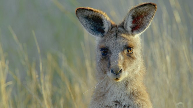Secret Life of the Kangaroo - De la película