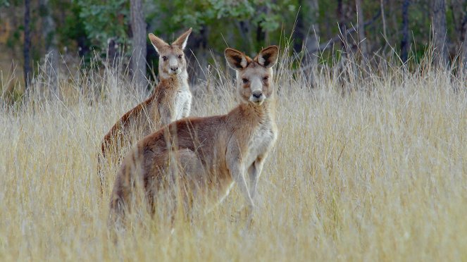 Secret Life of the Kangaroo - Filmfotos
