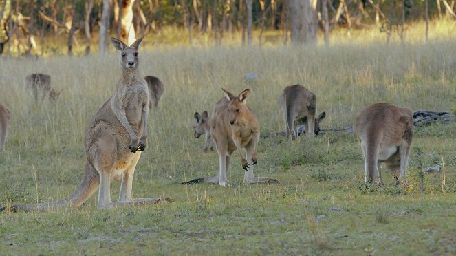 Secret Life of the Kangaroo - Photos