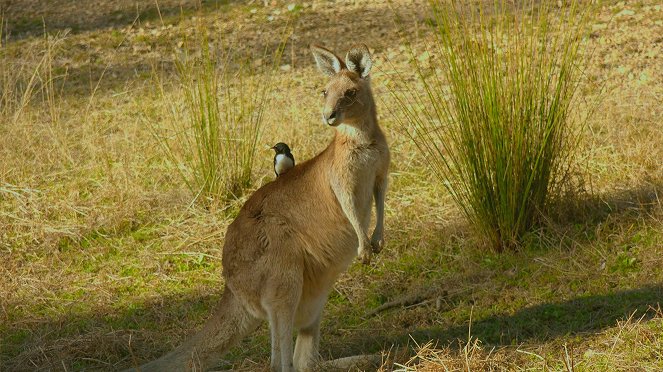 Secret Life of the Kangaroo - De la película