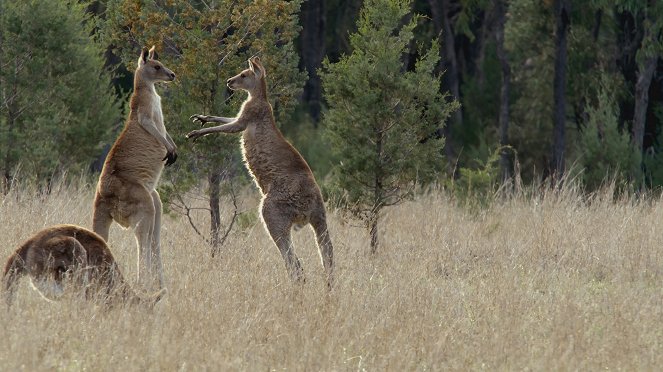 Secret Life of the Kangaroo - Z filmu