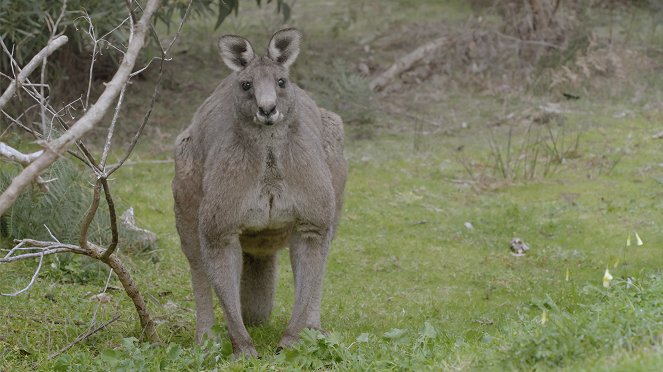 Secret Life of the Kangaroo - Z filmu