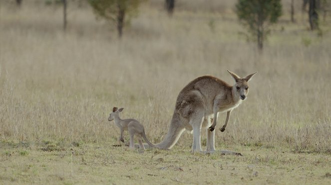 Secret Life of the Kangaroo - Film