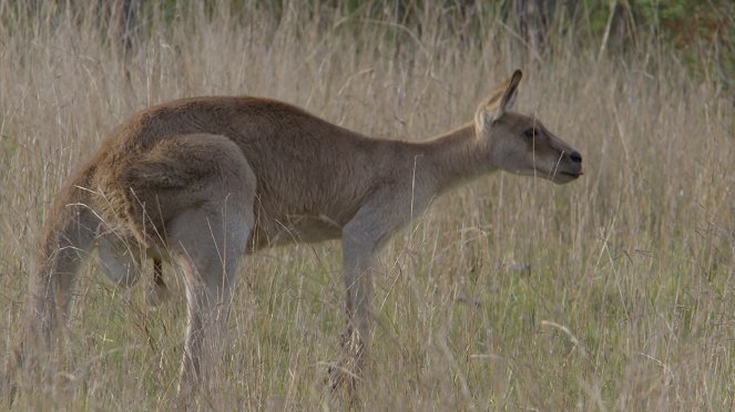A kenguruk titkos élete - Filmfotók