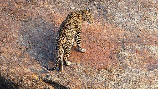 Der Fels der Leoparden - De la película