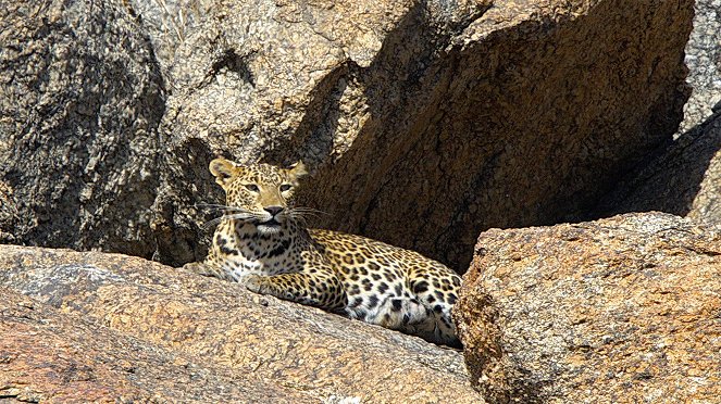Der Fels der Leoparden - Van film