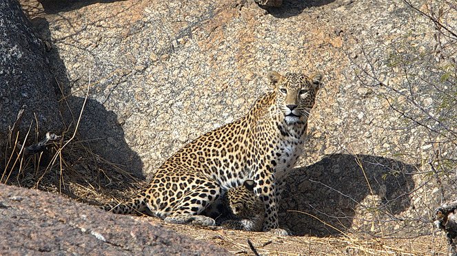 Der Fels der Leoparden - De la película