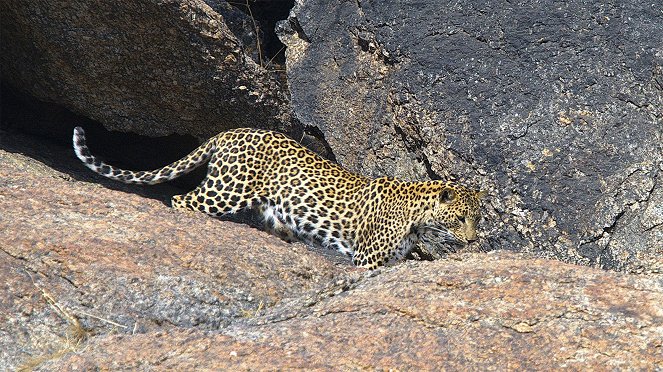 Der Fels der Leoparden - Van film