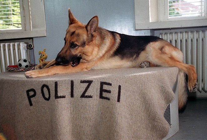 Rex: Un policía diferente - Season 7 - In letzter Sekunde - De la película - Rhett Butler el perro