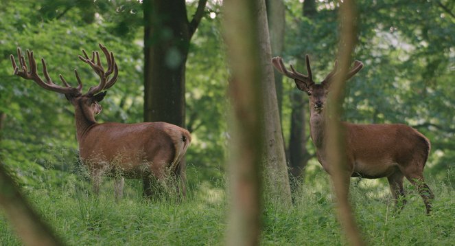 Auf der Jagd - Wem gehört die Natur? - Do filme