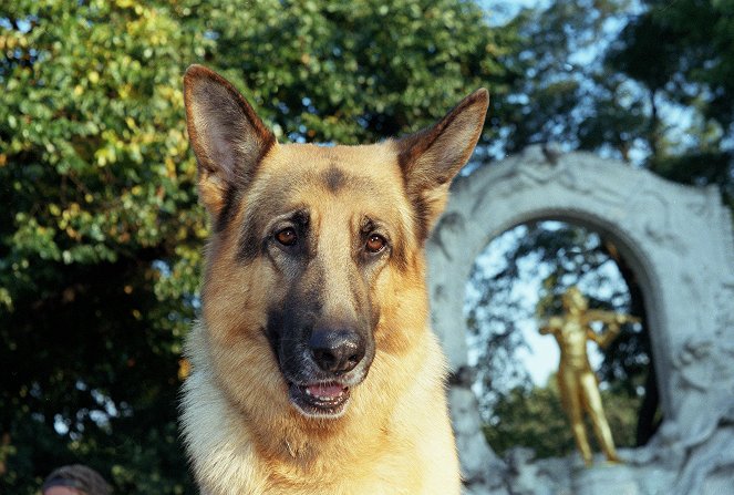 Rex felügyelő - A postagalamb - Filmfotók - Rhett Butler a kutya