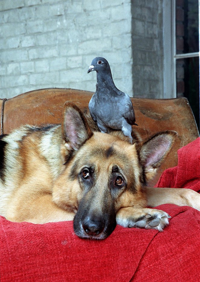 Rex, chien flic - Meurtre dans un pigeonnier - Film - Rhett Butler le chien
