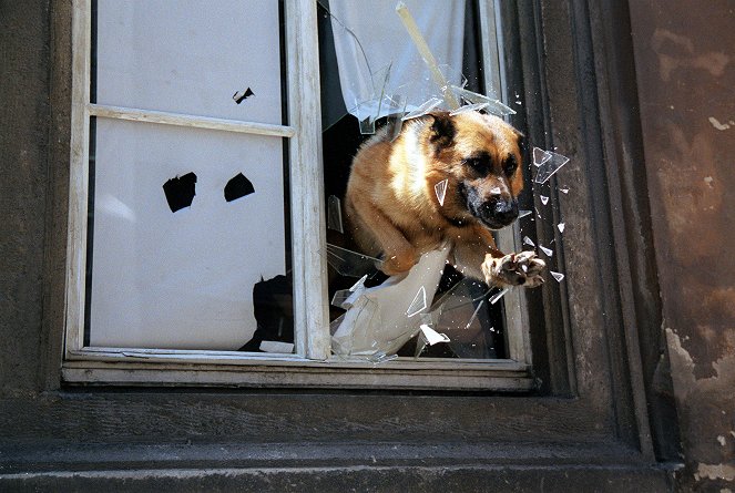 Rex, o cão polícia - Vitamine zum Sterben - Do filme - pes Rhett Butler