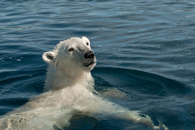 Země ledních medvědů - Z filmu