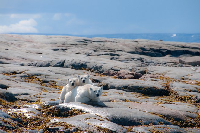 Land of the Ice Bears - Filmfotos