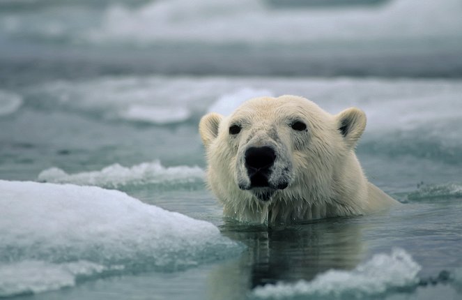 Land of the Ice Bears - Do filme