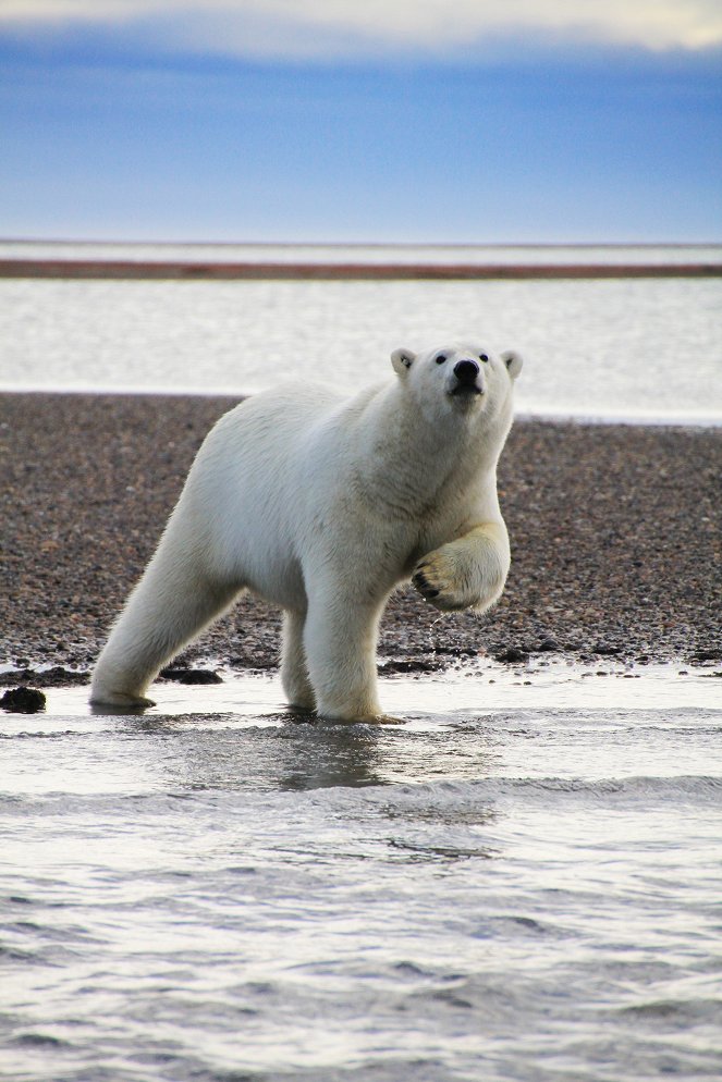 The Great Polar Bear Feast - Filmfotók