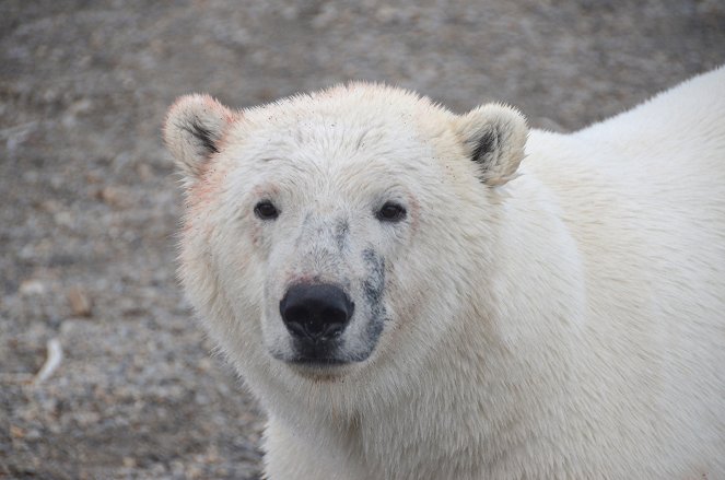 The Great Polar Bear Feast - Filmfotos