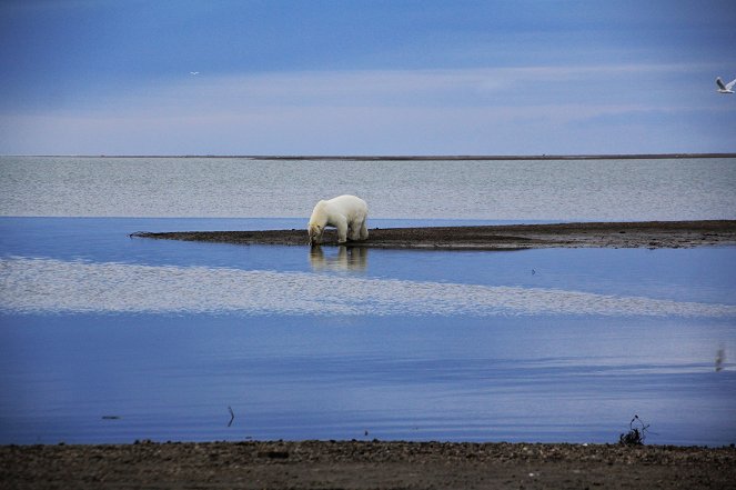 The Great Polar Bear Feast - Photos