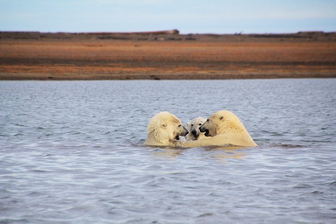 The Great Polar Bear Feast - Kuvat elokuvasta