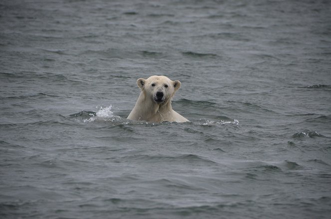 The Great Polar Bear Feast - Z filmu