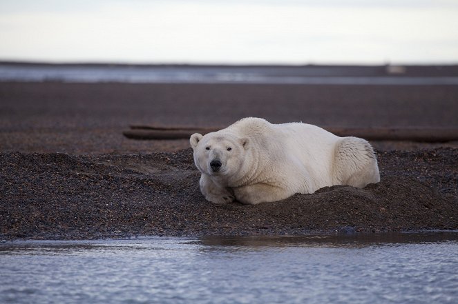The Great Polar Bear Feast - Filmfotók