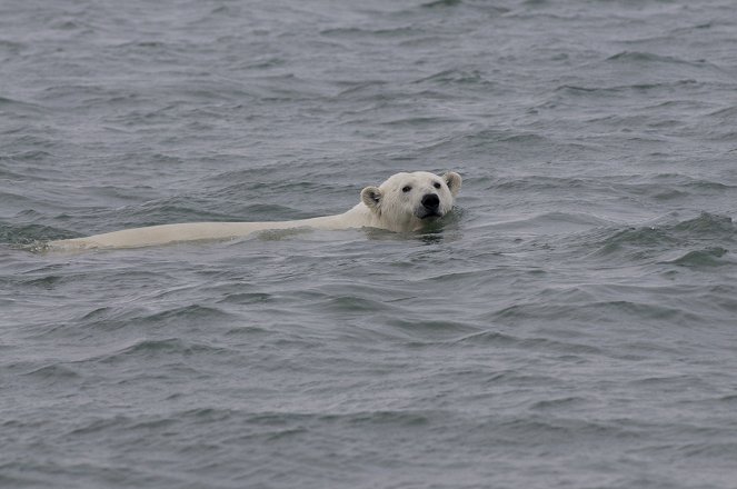 The Great Polar Bear Feast - Filmfotos